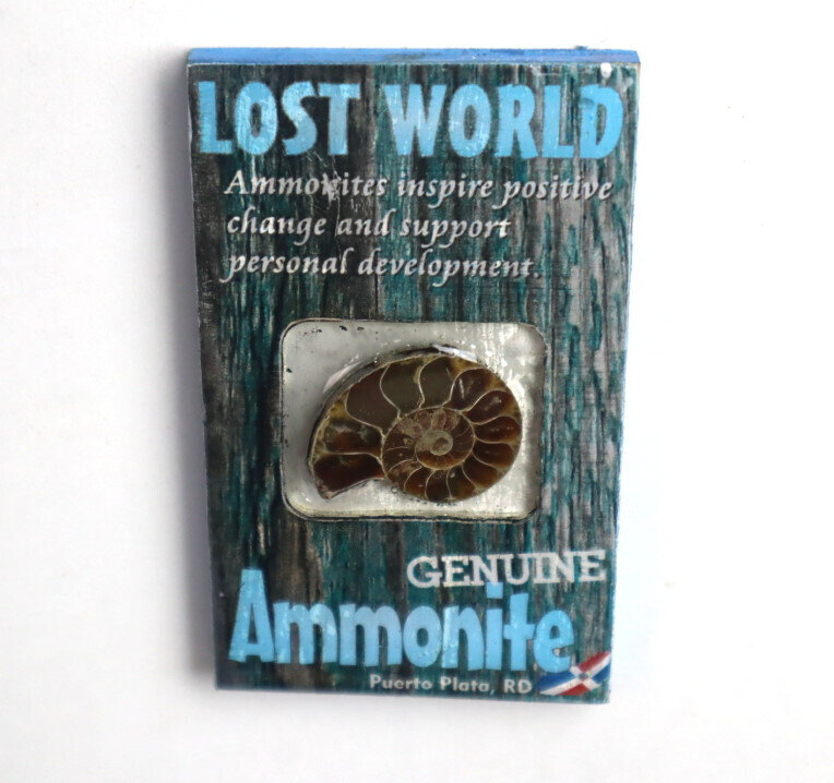 Lost World Ammonite Wood Refrigerator magnet Dominican Rep. Puerto Plata – photo 7