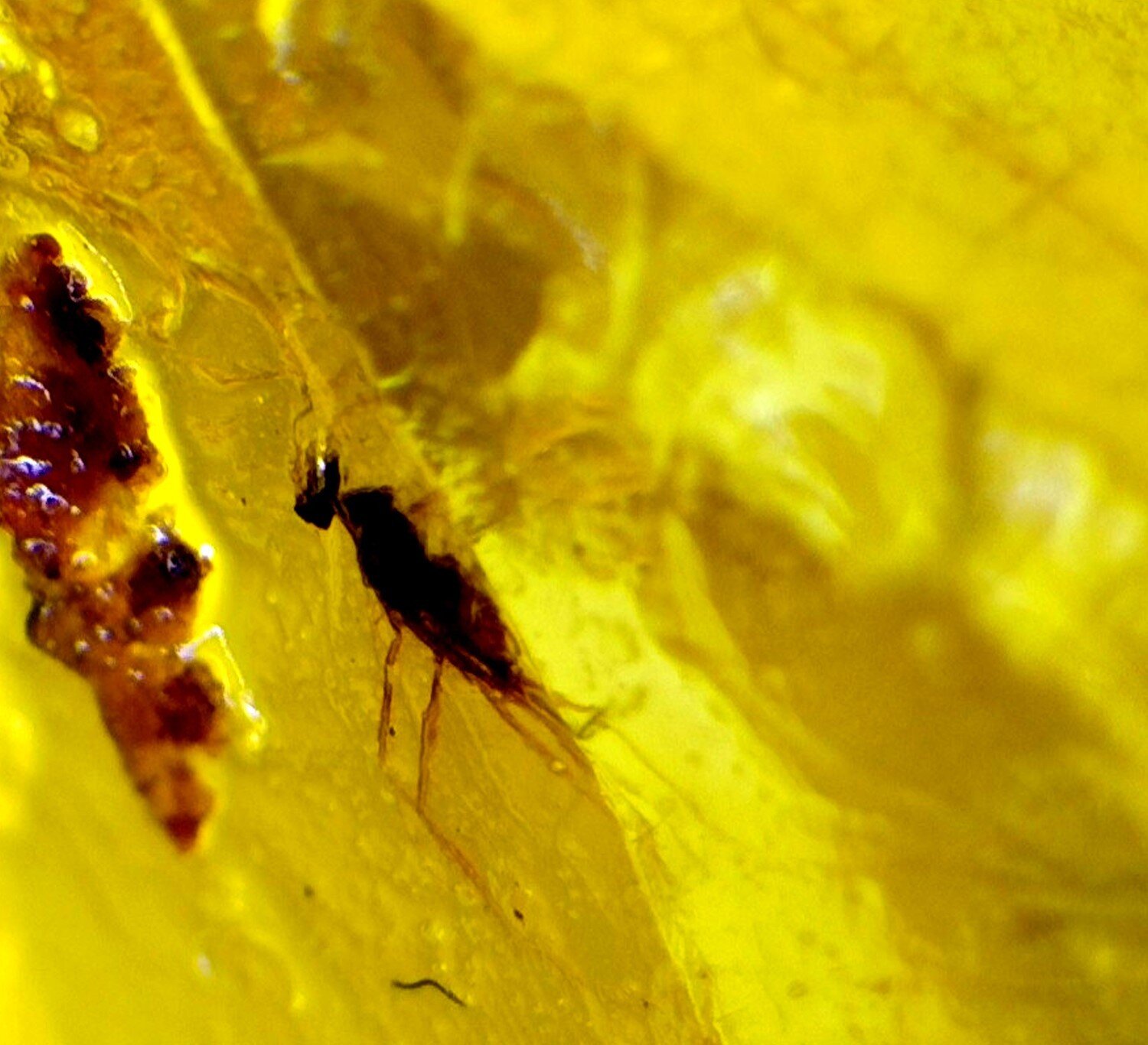 Artisan Polished Mosquito Inclusion In Amber Fossils/Insects 16mm – photo 4