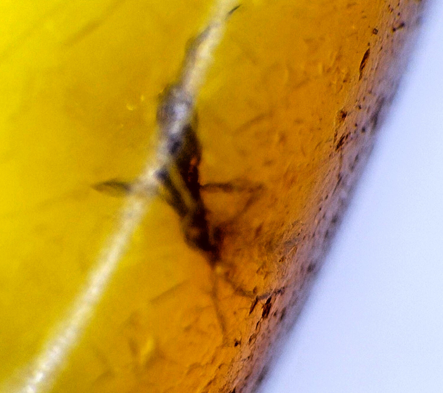 Unique Premium Mosquito Inclusion In Amber Fossils/Insects 14mm