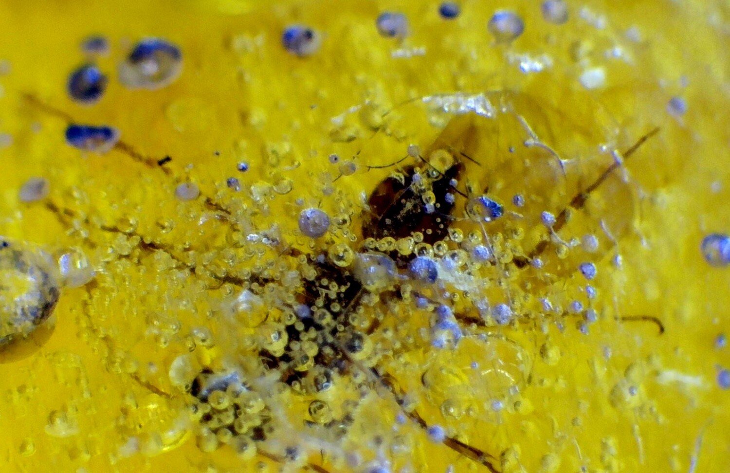 Beautiful Handcrafted Mosquito Inclusion In Amber Fossils/Insects 21mm – photo 4