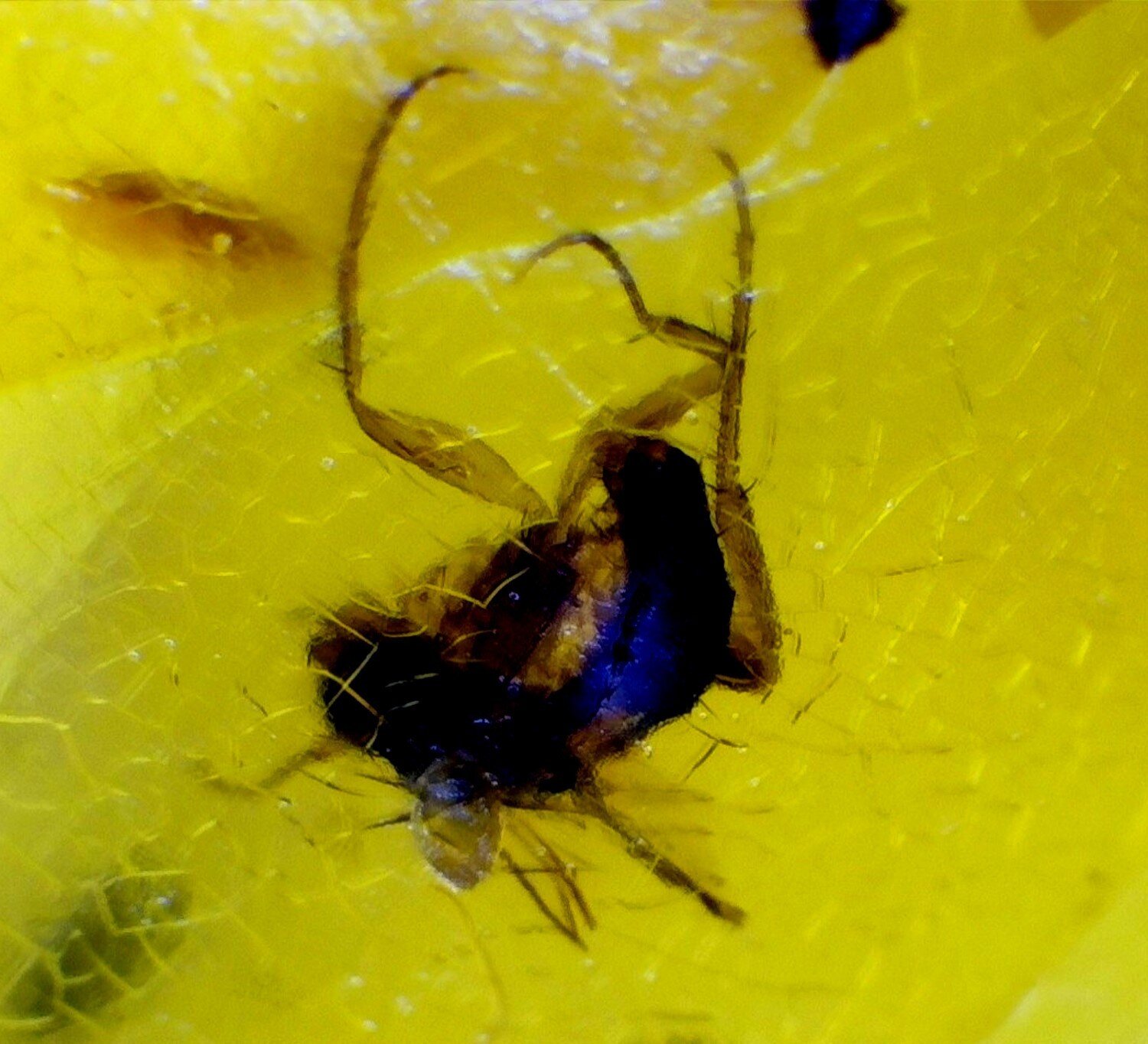 Natural Elegant Mosquito Inclusion In Amber Fossils/Insects 18mm