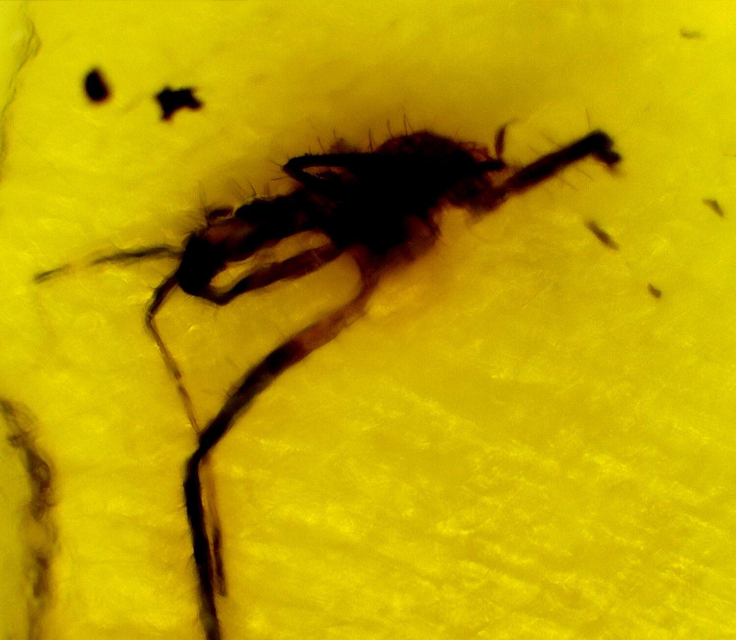Artisan Polished Mosquito Inclusion In Amber Fossils/Insects 18mm – photo 4