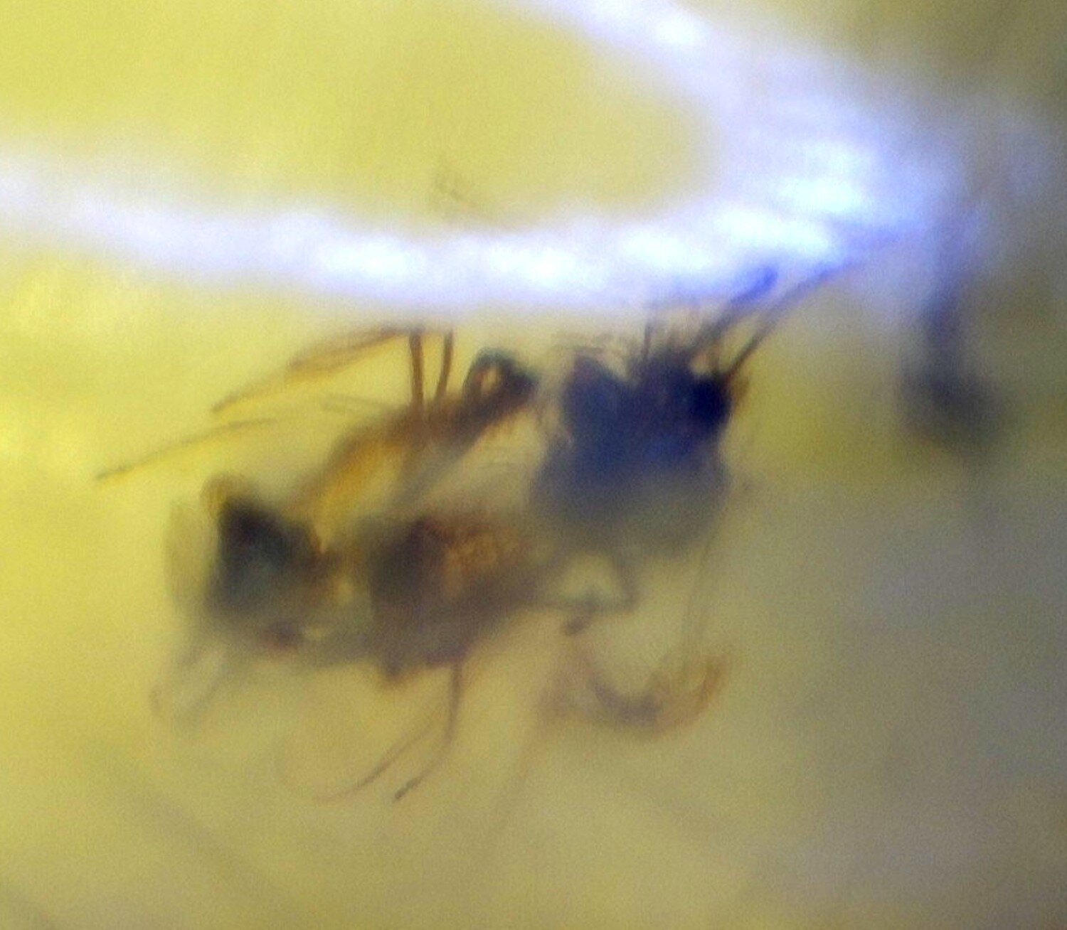 Artisan Polished Mosquito Inclusion In Amber Fossils/Insects 18mm – photo 5