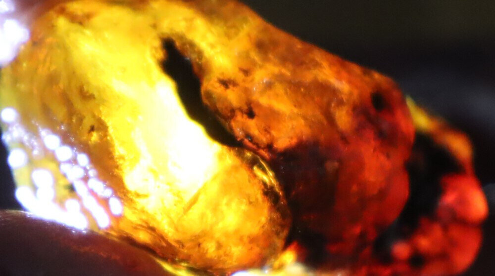 Beautiful Natural Dominican Clear Ocean Blue Amber Rough Specimen 50mm 18.5g – photo 16