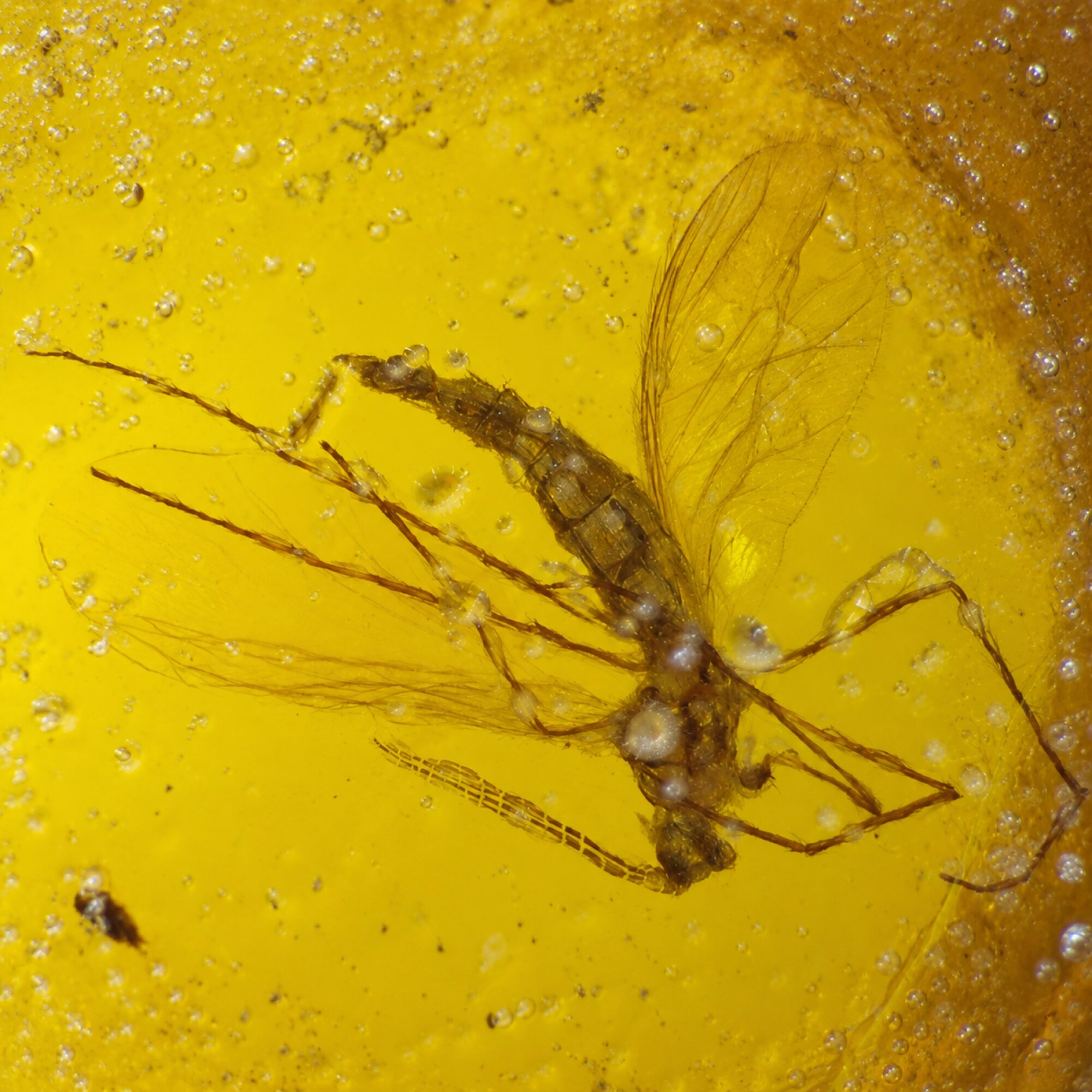 Authentic orange green Dominican amber mosquito insect stone 1.8g – photo 4