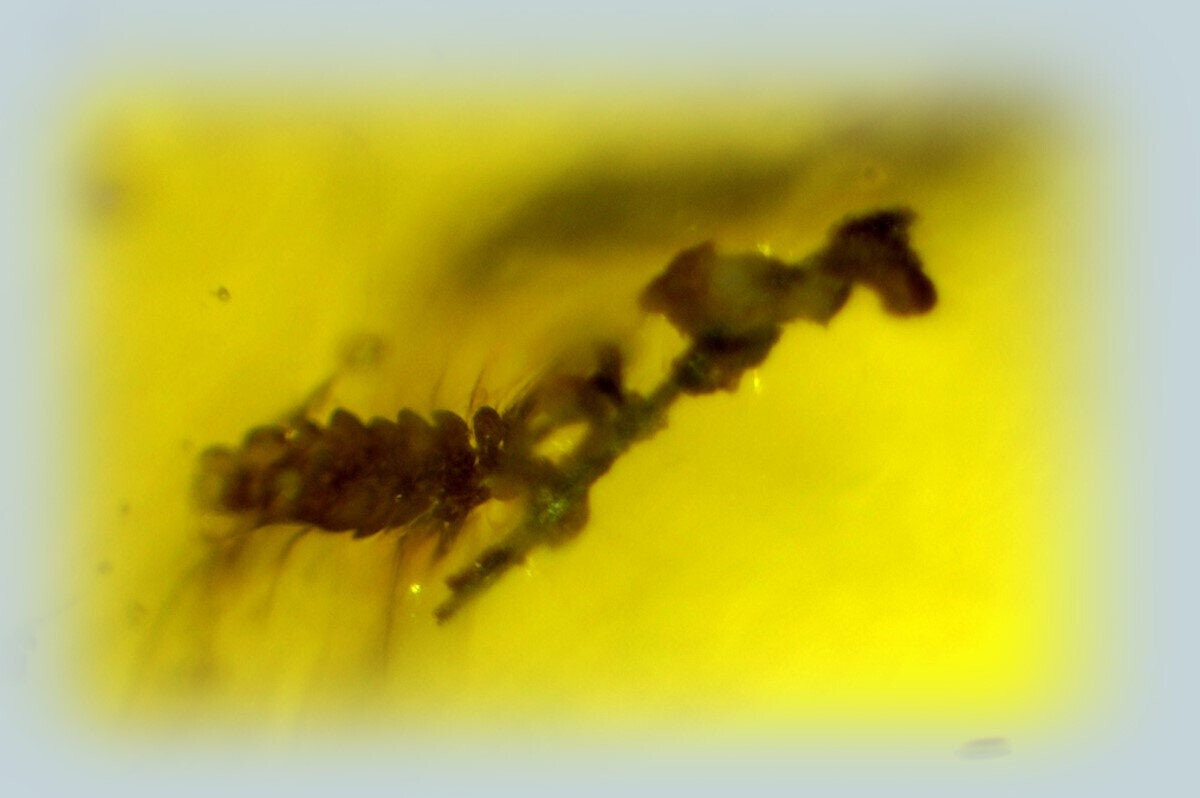 Splendid Natural Dominican Clear Yellow Amber Polished Stone Fossil Insect Bug – photo 10