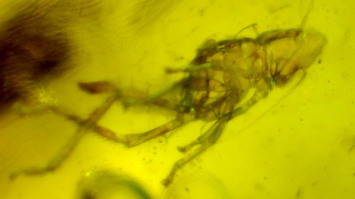 Lovely Natural Dominican Clear Yellow Amber Fossil Insect Fleas Polished Stone 3 – photo 5