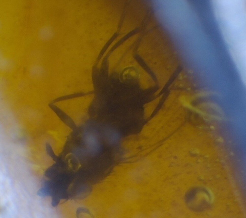 Finest Natural Clear Orange Amber Fossil Wasp Insect 925 Sterling Silver Pendant – photo 4