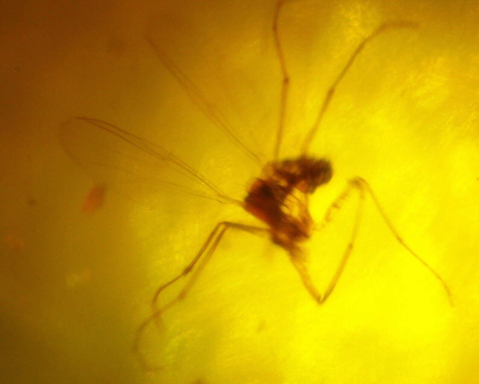 Biggest millions of years old Dominican Natural Amber Fossil Insect flies 35mm – photo 5