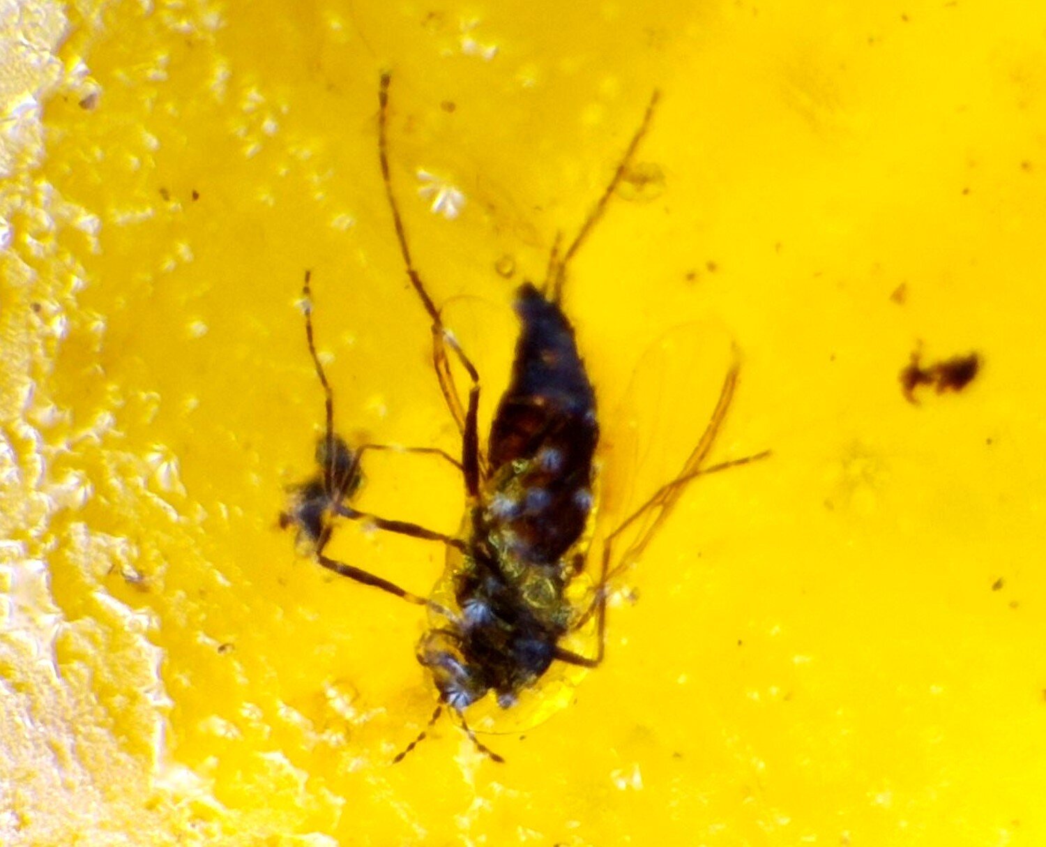 Natural Dominican Amber with Insect Inclusion – Polished Stone | 19mm – photo 3