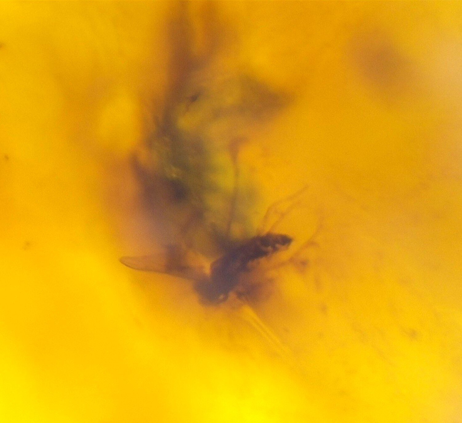 Natural Dominican Clear Amber – Polished with Double Insect Inclusion | 22mm – photo 4