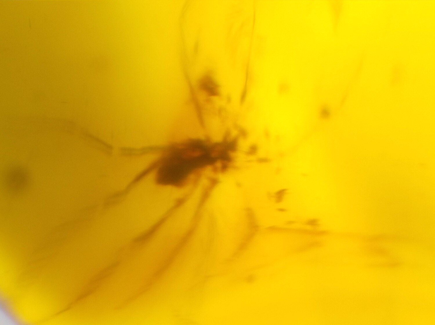 Natural Dominican Yellow Amber – Spider Inclusion – photo 6