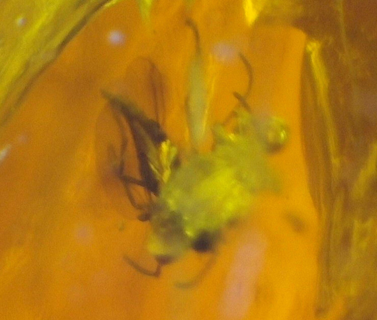 Beautiful Natural Dominican Red Amber – Fossil Mosquito Inclusion 21mm – photo 3
