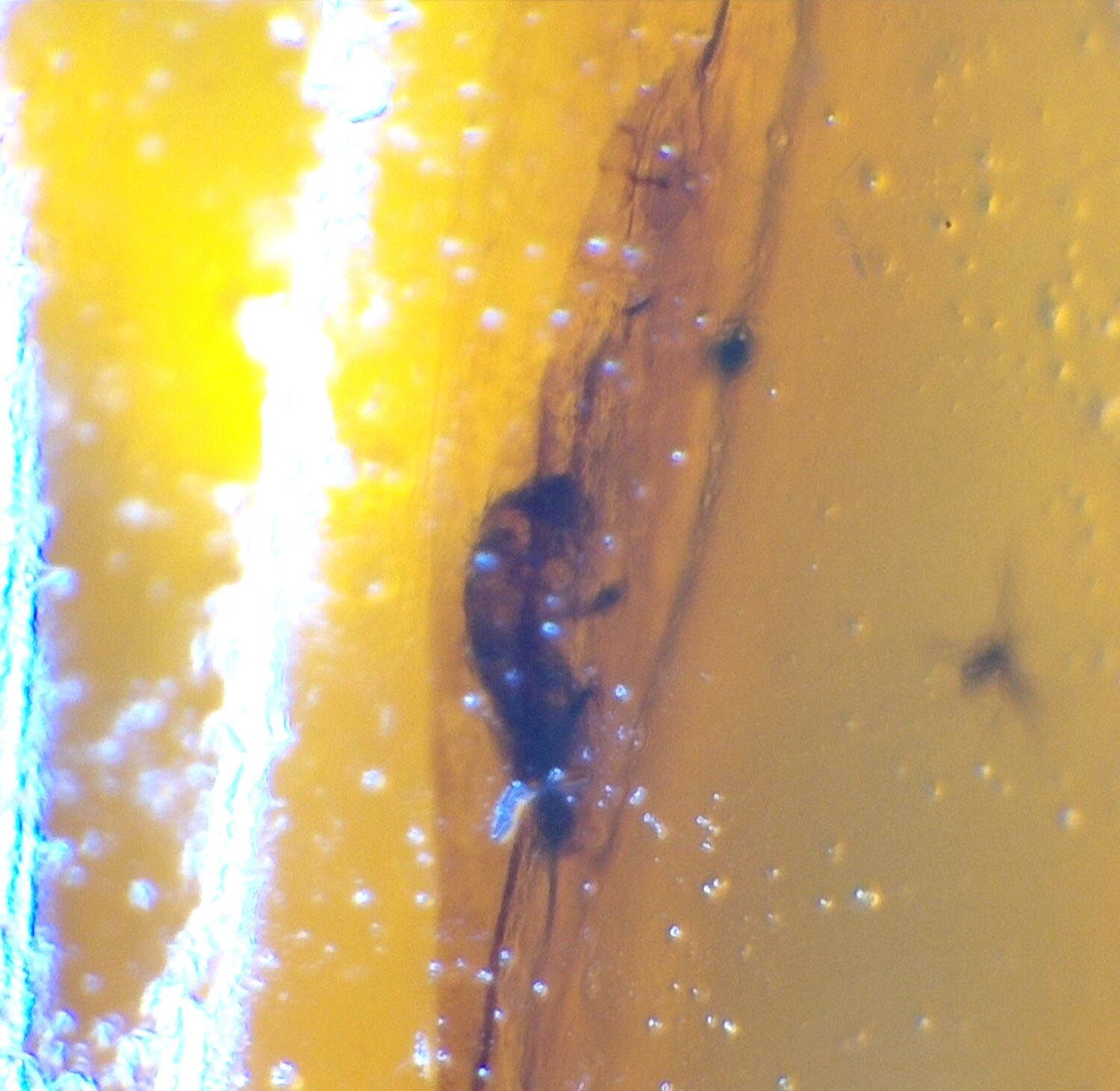 Natural Dominican Amber Insect Fossil – Polished Stone 22mm