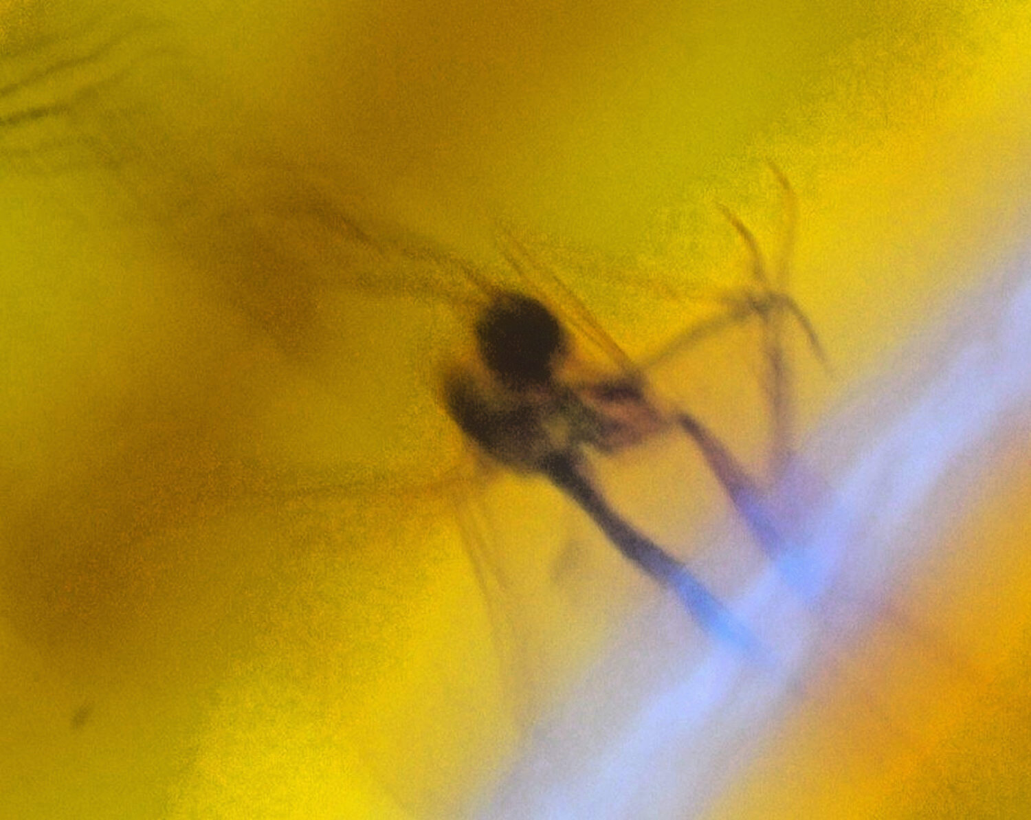 Beautiful Natural Dominican Amber Flying Insect Fossil 24mm – photo 4