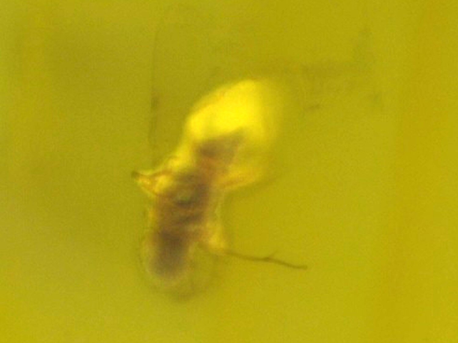 Natural Dominican Amber Polished Stone 30mm – Insect Inclusion Fossil – photo 4