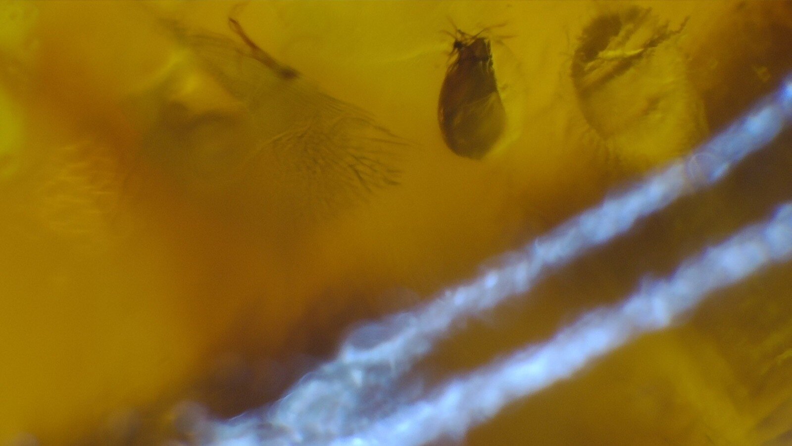 Premium Dominican Amber with Botanical Inclusion – photo 5