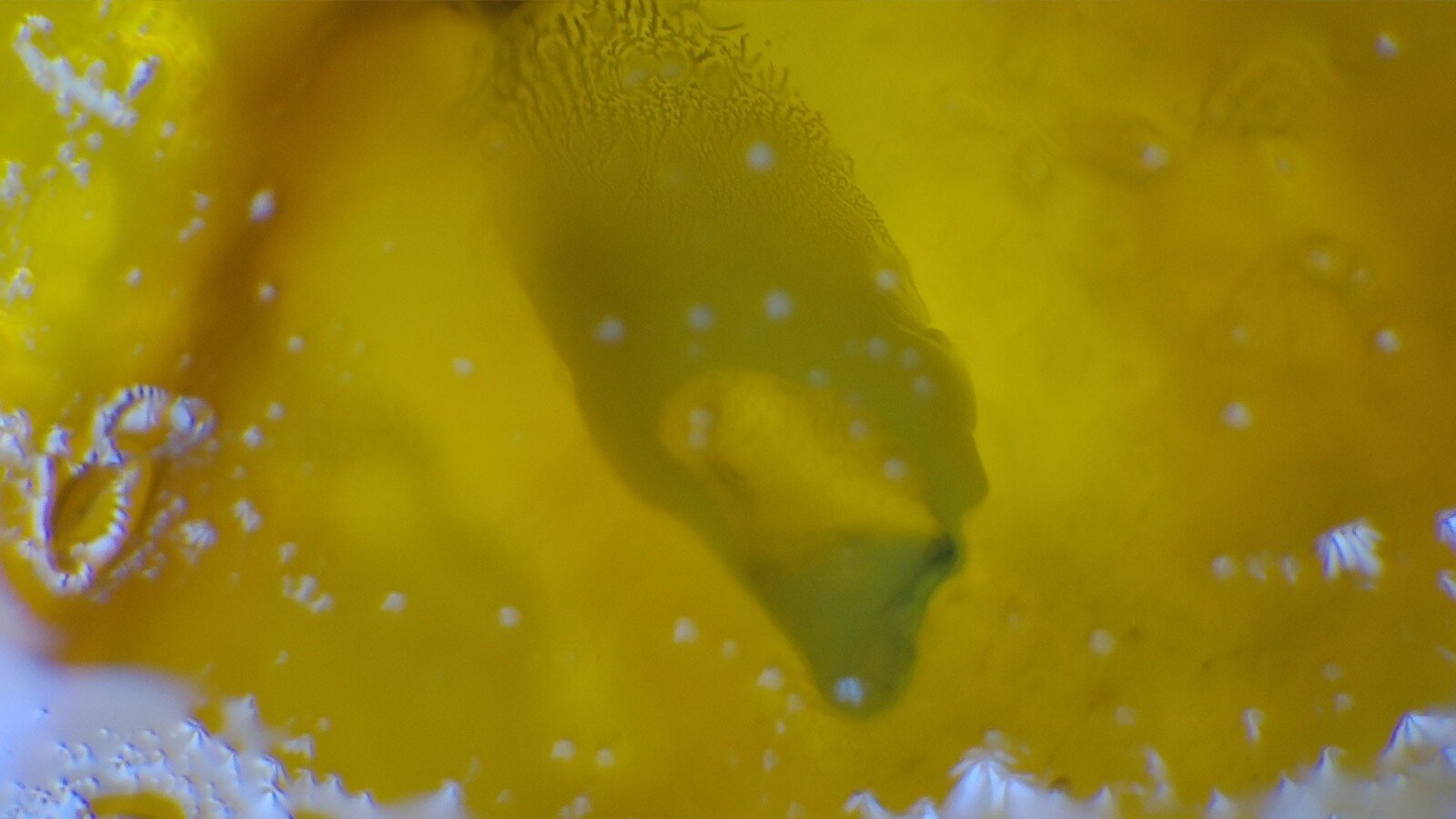 Premium Dominican Amber with Botanical Inclusion – photo 7