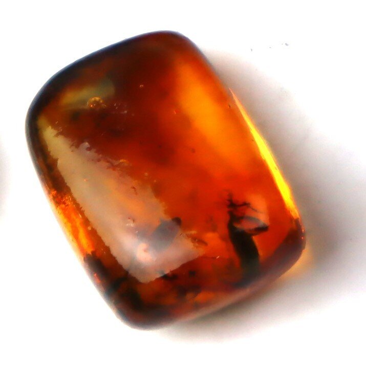 Dominican Amber with Natural Botanical Scene – photo 4